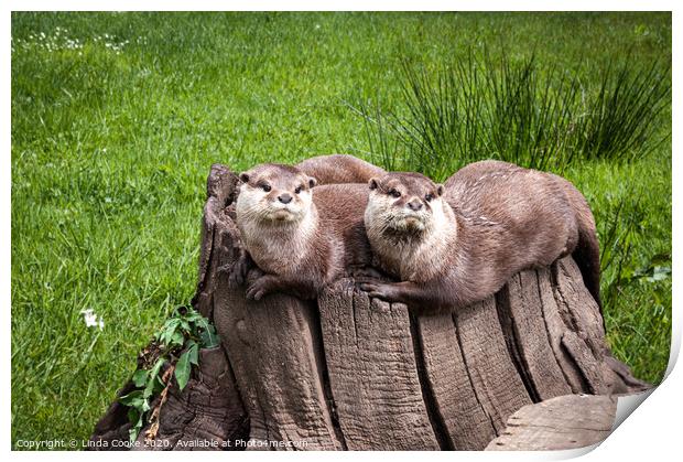 Eurasian Otters Print by Linda Cooke