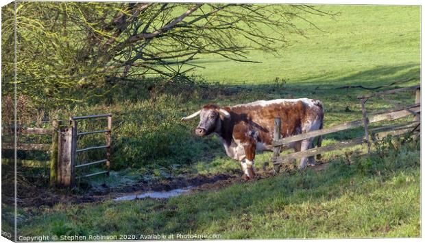 A cow standing on top of a lush green field Canvas Print by Stephen Robinson