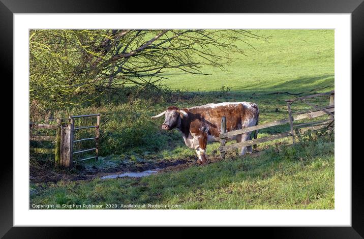 A cow standing on top of a lush green field Framed Mounted Print by Stephen Robinson
