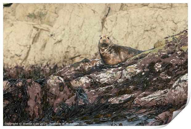 Atlantic Grey Seal Immersed in Pembrokeshire's Bea Print by Steven Dale