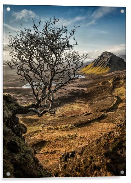 Quiraing hanging tree Acrylic by Phillip Dove LRPS