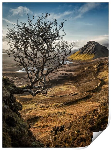 Quiraing hanging tree Print by Phillip Dove LRPS
