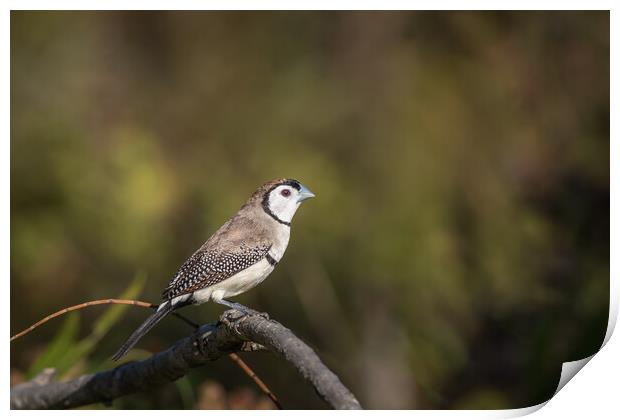 Small finch on a branch Print by Pete Evans