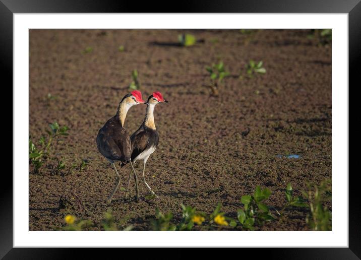 Jacanas on the lake  Framed Mounted Print by Pete Evans