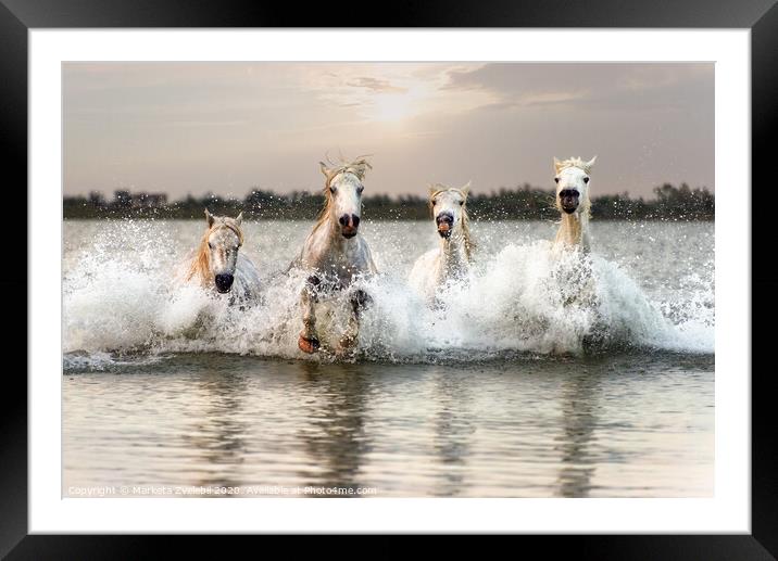 Through water horses gallop Framed Mounted Print by Marketa Zvelebil