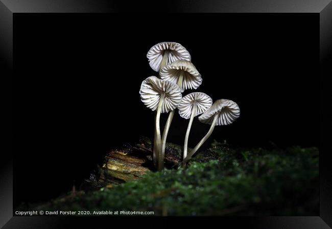 Delicate Fungi, North Pennine Pine Woodland, Teesdale, UK Framed Print by David Forster