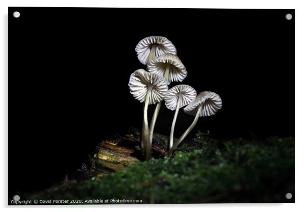 Delicate Fungi, North Pennine Pine Woodland, Teesdale, UK Acrylic by David Forster