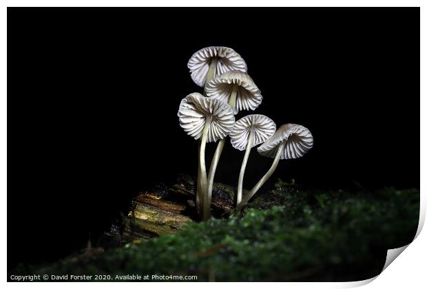 Delicate Fungi, North Pennine Pine Woodland, Teesdale, UK Print by David Forster