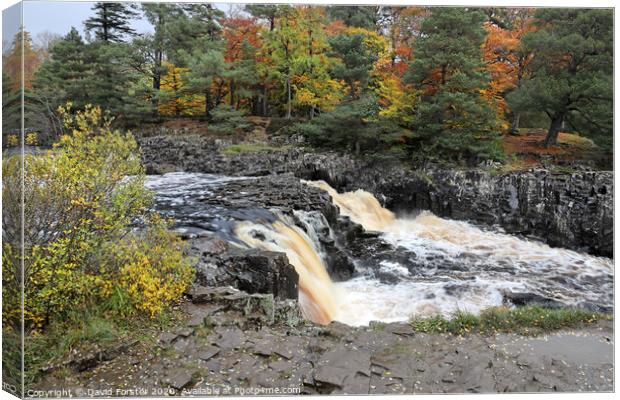 The River Tees Flowing Over Low Force in Autumn, Teesdale, UK Canvas Print by David Forster