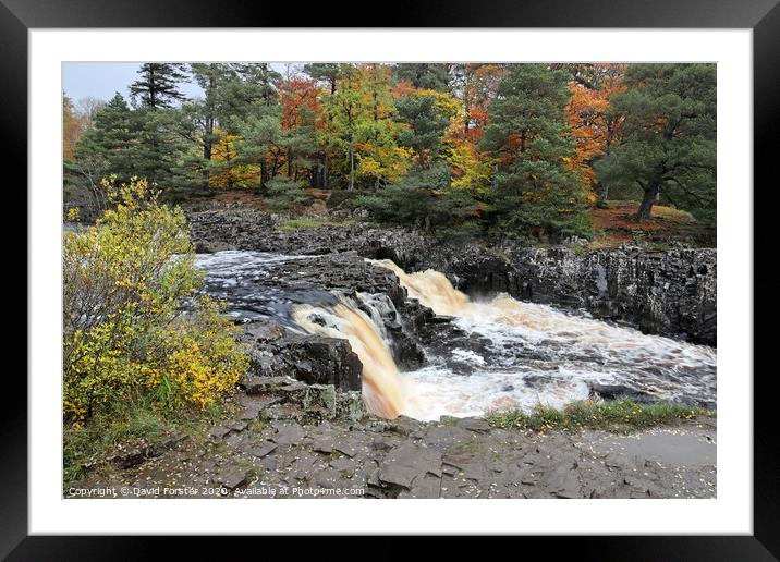 The River Tees Flowing Over Low Force in Autumn, Teesdale, UK Framed Mounted Print by David Forster