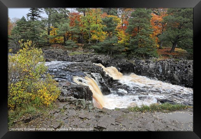 The River Tees Flowing Over Low Force in Autumn, Teesdale, UK Framed Print by David Forster
