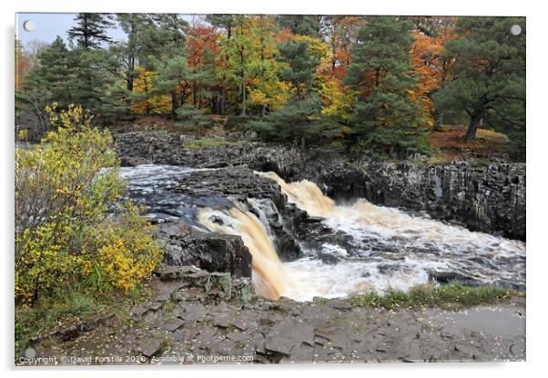 The River Tees Flowing Over Low Force in Autumn, Teesdale, UK Acrylic by David Forster