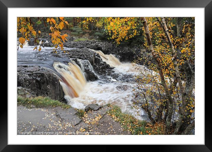 The River Tees Flowing Over Low Force in Autumn Viewed from the Pennine Way, Bowlees, Teesdale, County Durham, UK Framed Mounted Print by David Forster