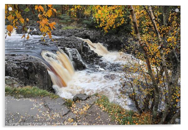 The River Tees Flowing Over Low Force in Autumn Viewed from the Pennine Way, Bowlees, Teesdale, County Durham, UK Acrylic by David Forster