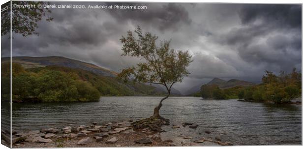 The Dramatic Lone Tree of Llyn Padarn Canvas Print by Derek Daniel