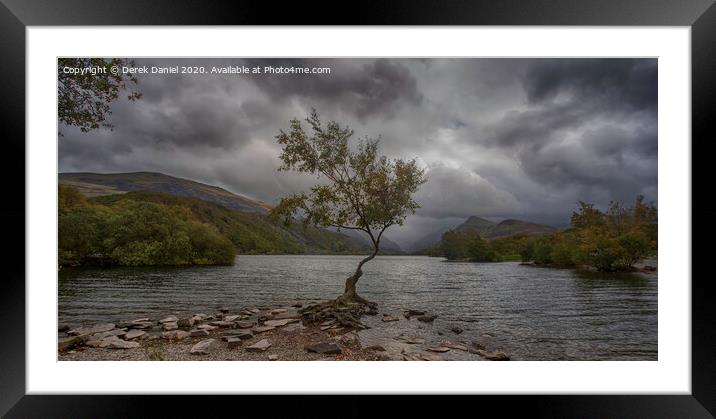 The Dramatic Lone Tree of Llyn Padarn Framed Mounted Print by Derek Daniel