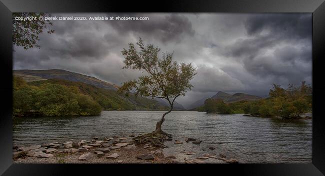The Dramatic Lone Tree of Llyn Padarn Framed Print by Derek Daniel