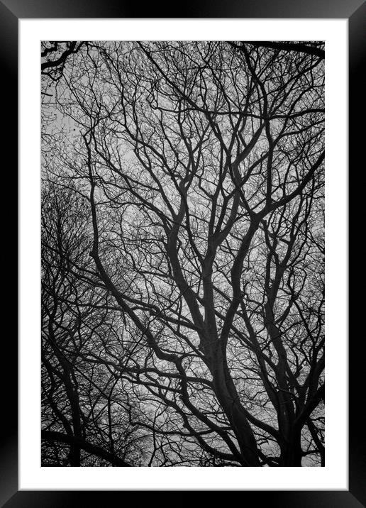 Naked Tree Framed Mounted Print by Rob Cole