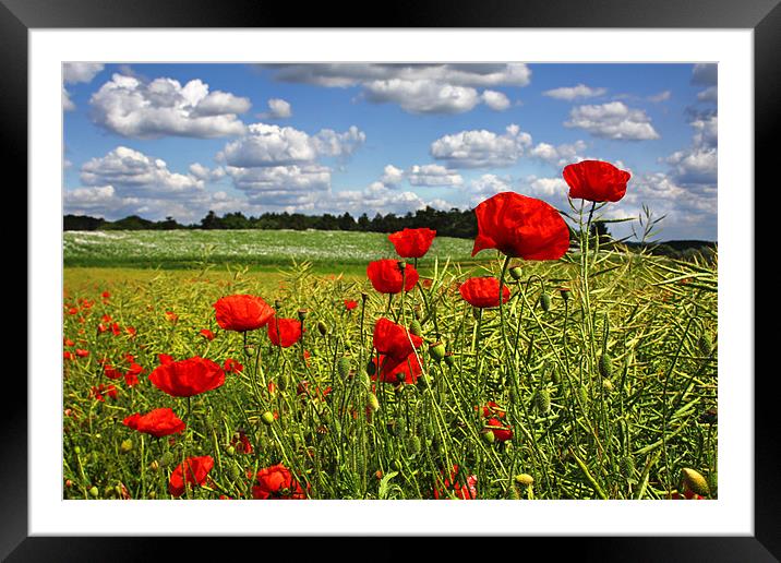 Poppies 3 Framed Mounted Print by Oxon Images