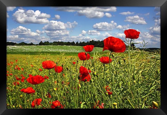 Poppies 3 Framed Print by Oxon Images