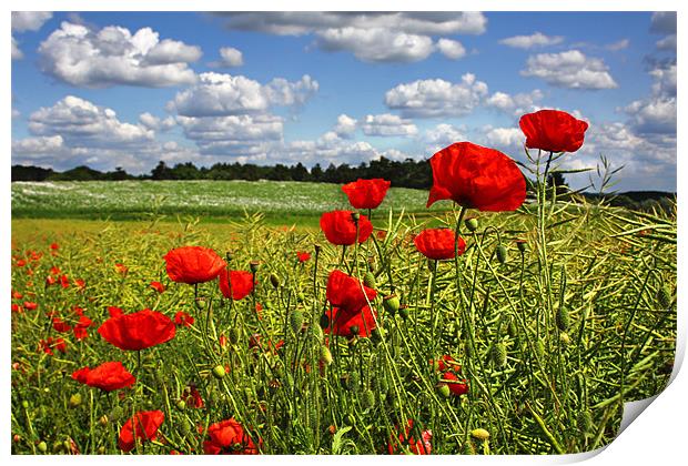 Poppies 3 Print by Oxon Images