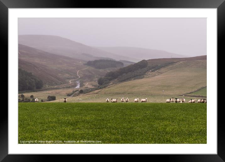 Graceful Sheep Ascend the Verdant Hill Framed Mounted Print by Mike Byers