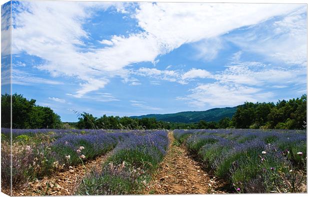 Lavender Field Provence Canvas Print by Jacqi Elmslie