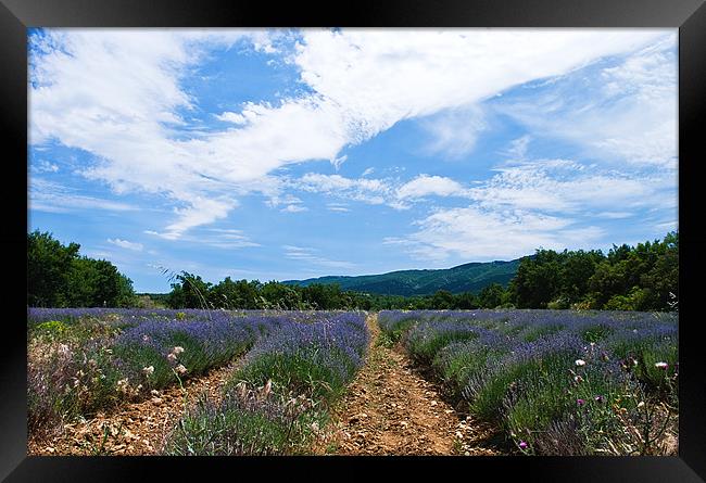 Lavender Field Provence Framed Print by Jacqi Elmslie