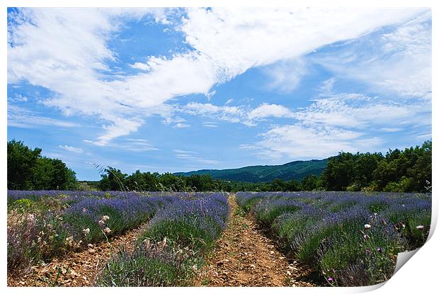 Lavender Field Provence Print by Jacqi Elmslie