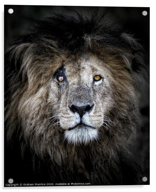 Noble Lion Portrait Acrylic by Graham Prentice