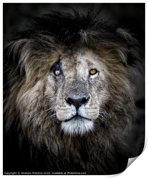 Noble Lion Portrait Print by Graham Prentice