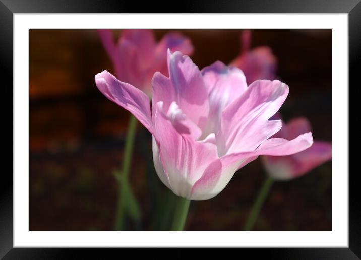 Beautiful pink Tulip flower close-up. Framed Mounted Print by Karina Osipova