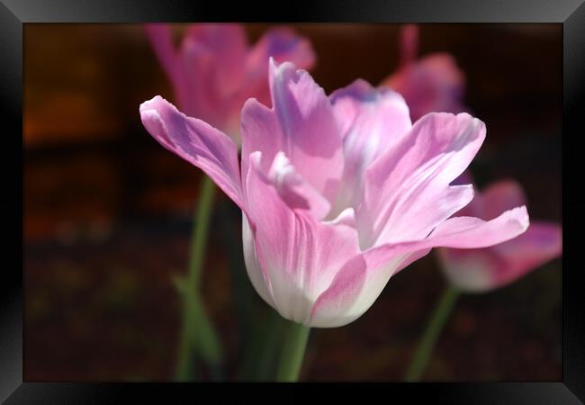 Beautiful pink Tulip flower close-up. Framed Print by Karina Osipova