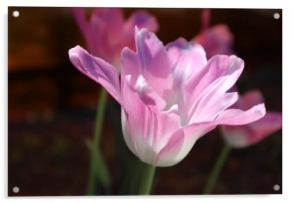 Beautiful pink Tulip flower close-up. Acrylic by Karina Osipova