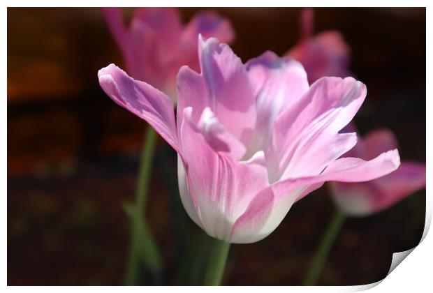 Beautiful pink Tulip flower close-up. Print by Karina Osipova