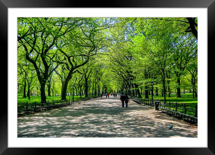 Spring in Central Park Framed Mounted Print by David Belcher