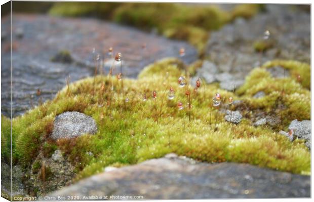 Dew on Moss Canvas Print by Chris Bos