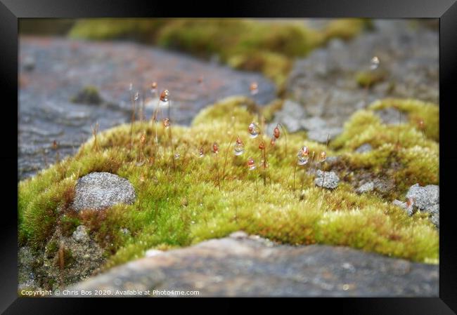 Dew on Moss Framed Print by Chris Bos