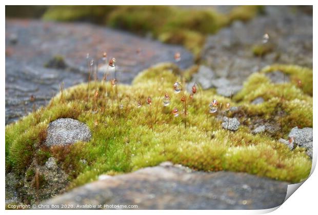Dew on Moss Print by Chris Bos
