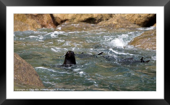Inquisitive Seal Framed Mounted Print by Chris Bos