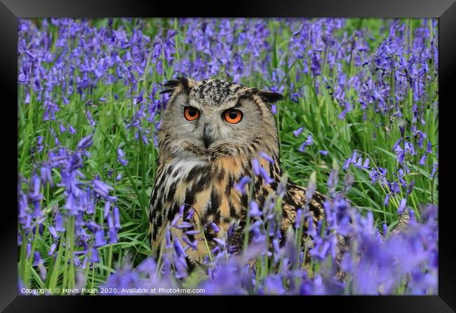 Eagle Owl Bluebells. Framed Print by Dave Burden