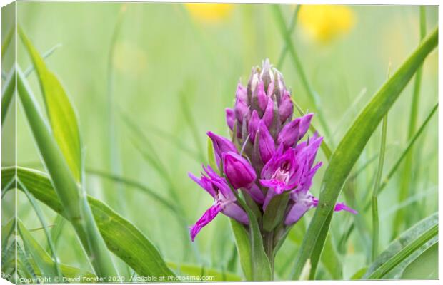 Early Purple Orchid (Orchis mascula), Teesdale, County Durham, UK Canvas Print by David Forster