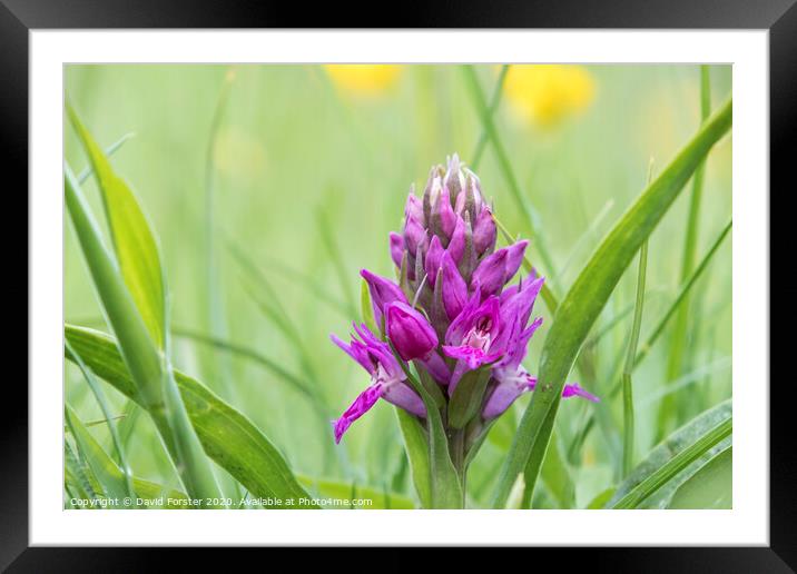 Early Purple Orchid (Orchis mascula), Teesdale, County Durham, UK Framed Mounted Print by David Forster
