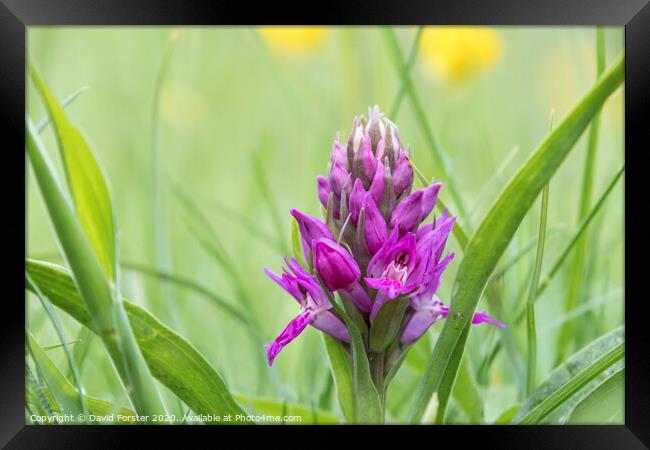 Early Purple Orchid (Orchis mascula), Teesdale, County Durham, UK Framed Print by David Forster