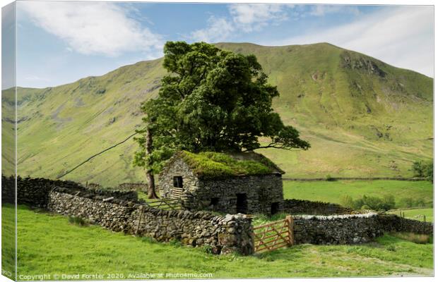 Traditional Old Stone Barn, Lake District, Cumbria, UK Canvas Print by David Forster