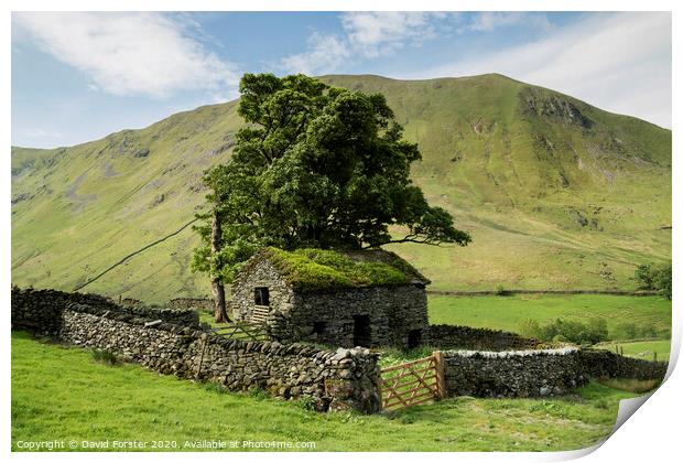 Traditional Old Stone Barn, Lake District, Cumbria, UK Print by David Forster