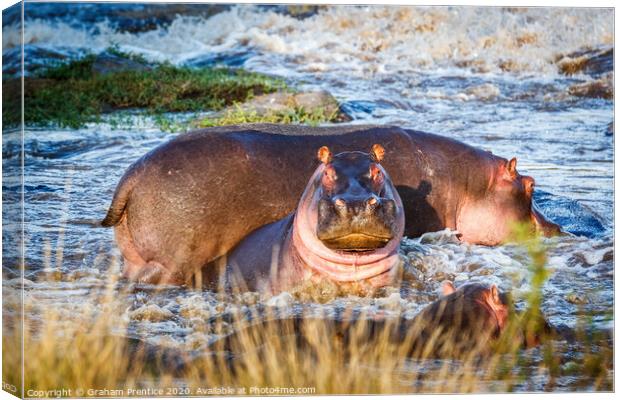 Pink Hippos Canvas Print by Graham Prentice