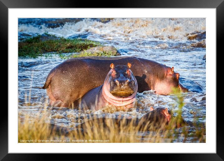 Pink Hippos Framed Mounted Print by Graham Prentice