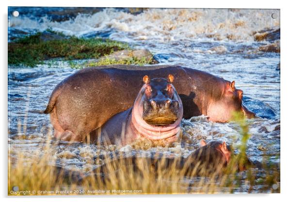 Pink Hippos Acrylic by Graham Prentice