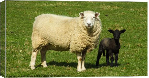 Sheep and Lamb Canvas Print by Alan Kirkby